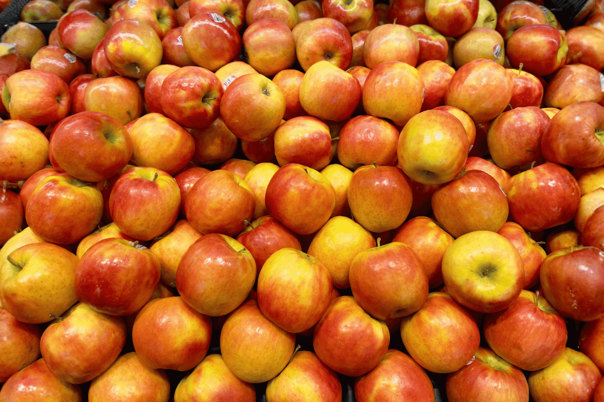 Ambrosia Apple – 1 Live Fruit Tree, 5-Gallon Size, 48-Inch Measurement – Malus domestica ‘Ambrosia’