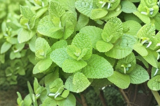Apple Mint Live Plant Mentha Suaveolens GMO Free Herb Plant 4 Inch Pot Rooted Perennial Garden Plant