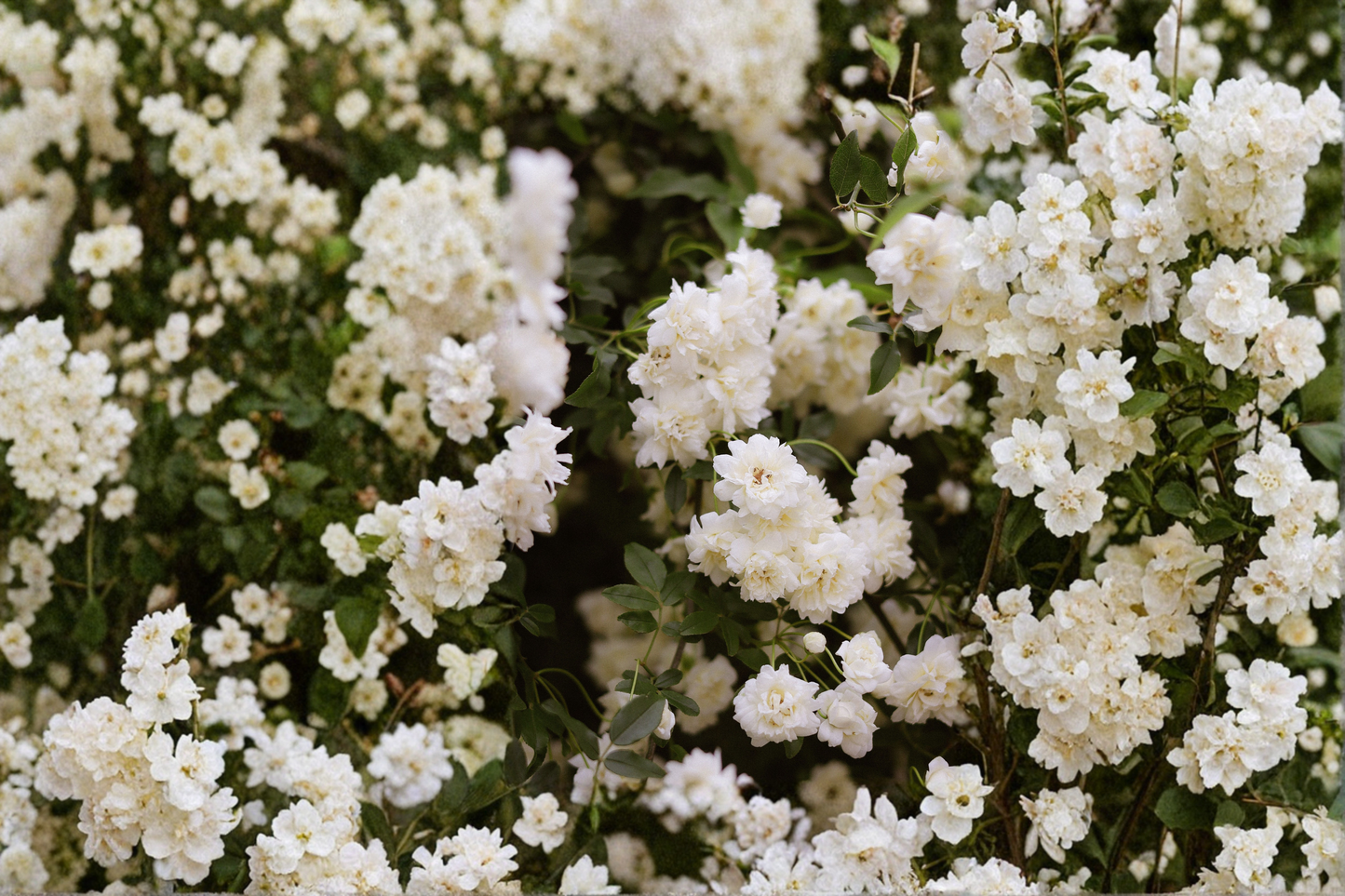 White Lady Banks Rose Live Plants 2 Rooted Starters 1 Qt Pots Rosa Banksiae Alba Plena Climbing Rose Vine