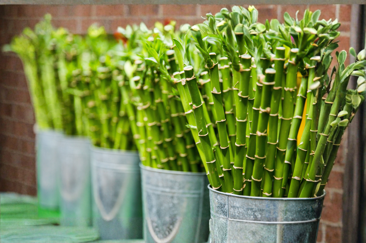 5 Lucky Bamboo Live Plants – 4 Inch Tall – Dracaena sanderiana