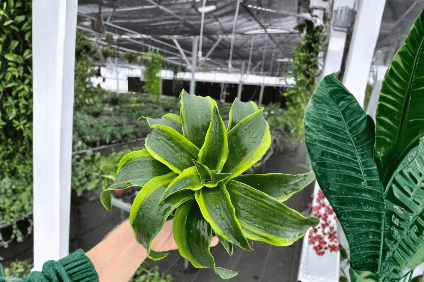 Dracaena Tornado 2 Live Plants – 4-Inch Pots – Dracaena fragrans ‘Tornado’