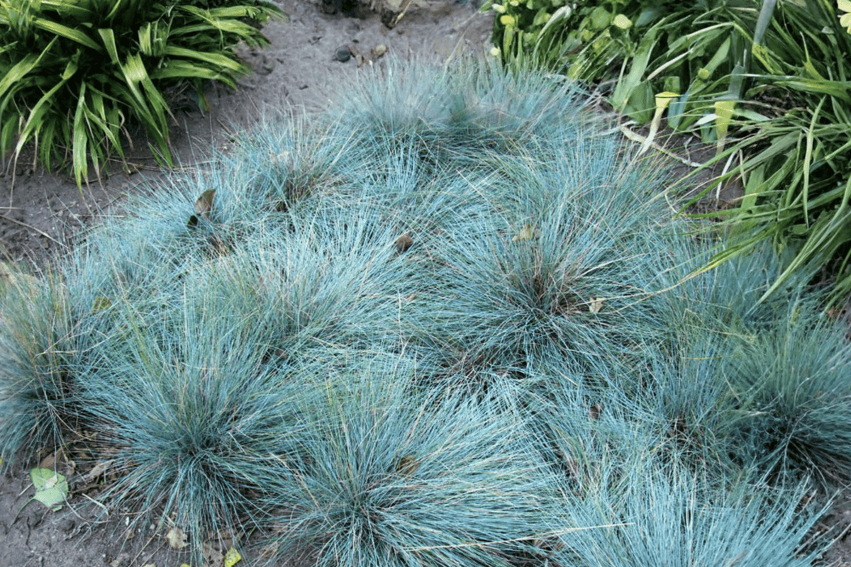 Elijah Blue Fescue Grass 1 Live Plant – Festuca glauca ‘Elijah Blue’ – Quart Pot