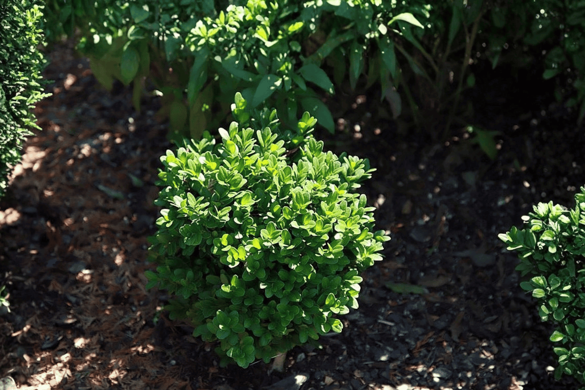 Franklin’s Gem Boxwood 1 Live Plant – Buxus microphylla ‘Franklin’s Gem’ – 10″ – 2 Gallon Pot