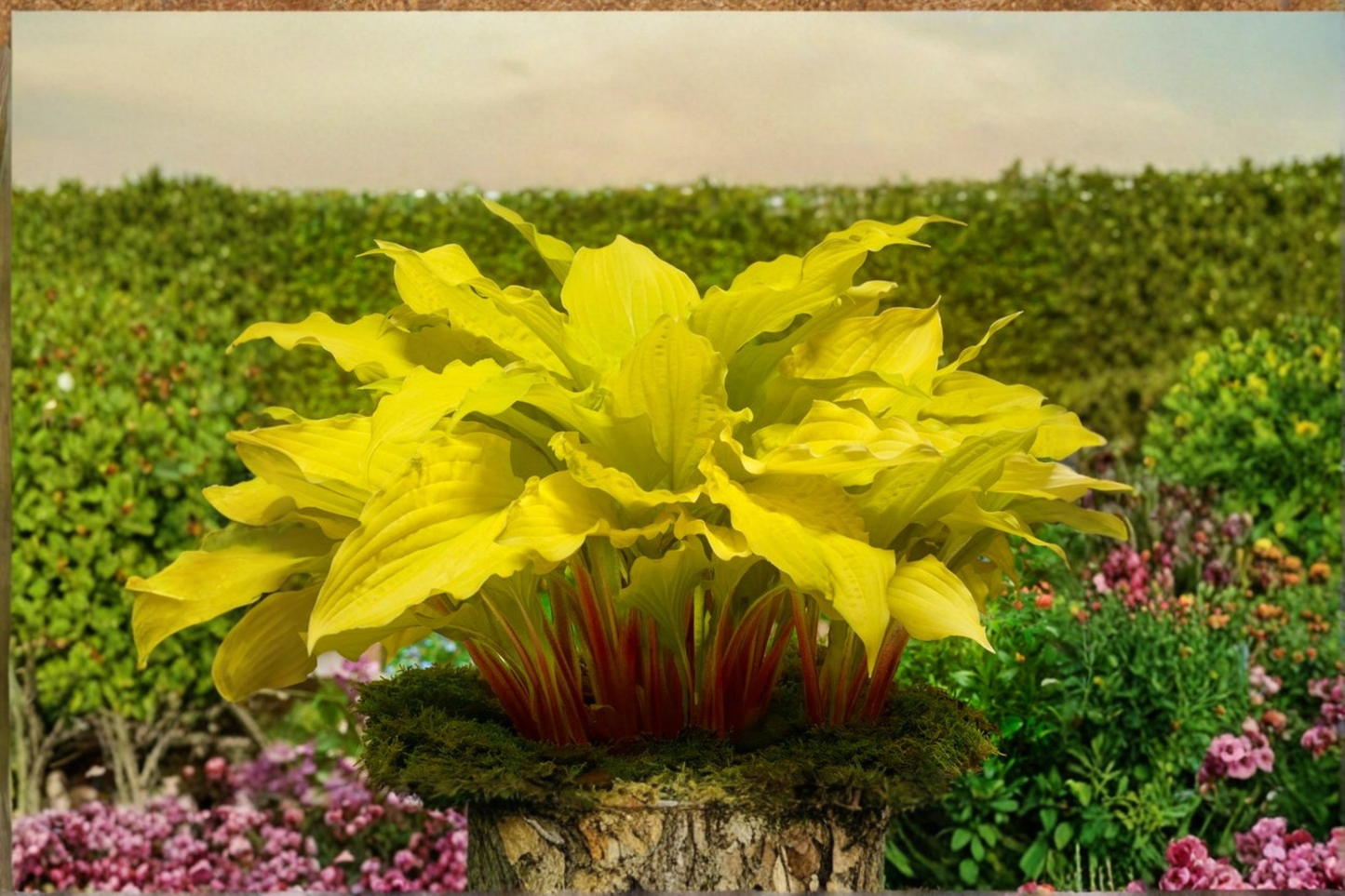 Hosta ‘Lipstick Blonde’ Bare Root Plant – Yellow Leaf Shade Perennial Starter Division Garden Plant Ships Bare Root