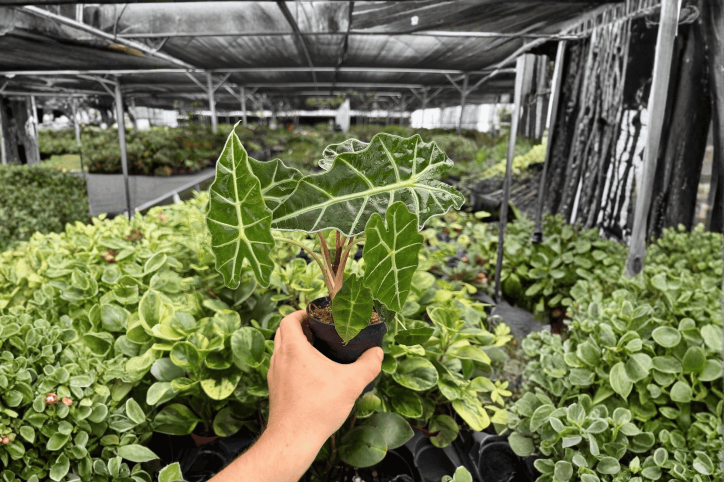 Alocasia Polly 2 Exact Live Plants – 4-Inch Pots – Alocasia ‘Polly’