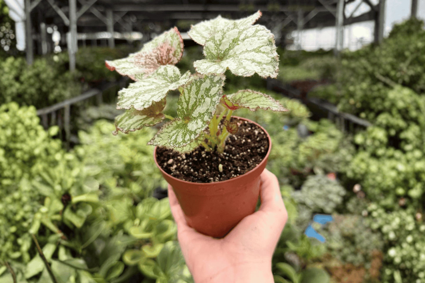 Begonia Harmony’s Peace 2 Exact Live Plants – 4-Inch Pots – Begonia ‘Harmony’s Peace’