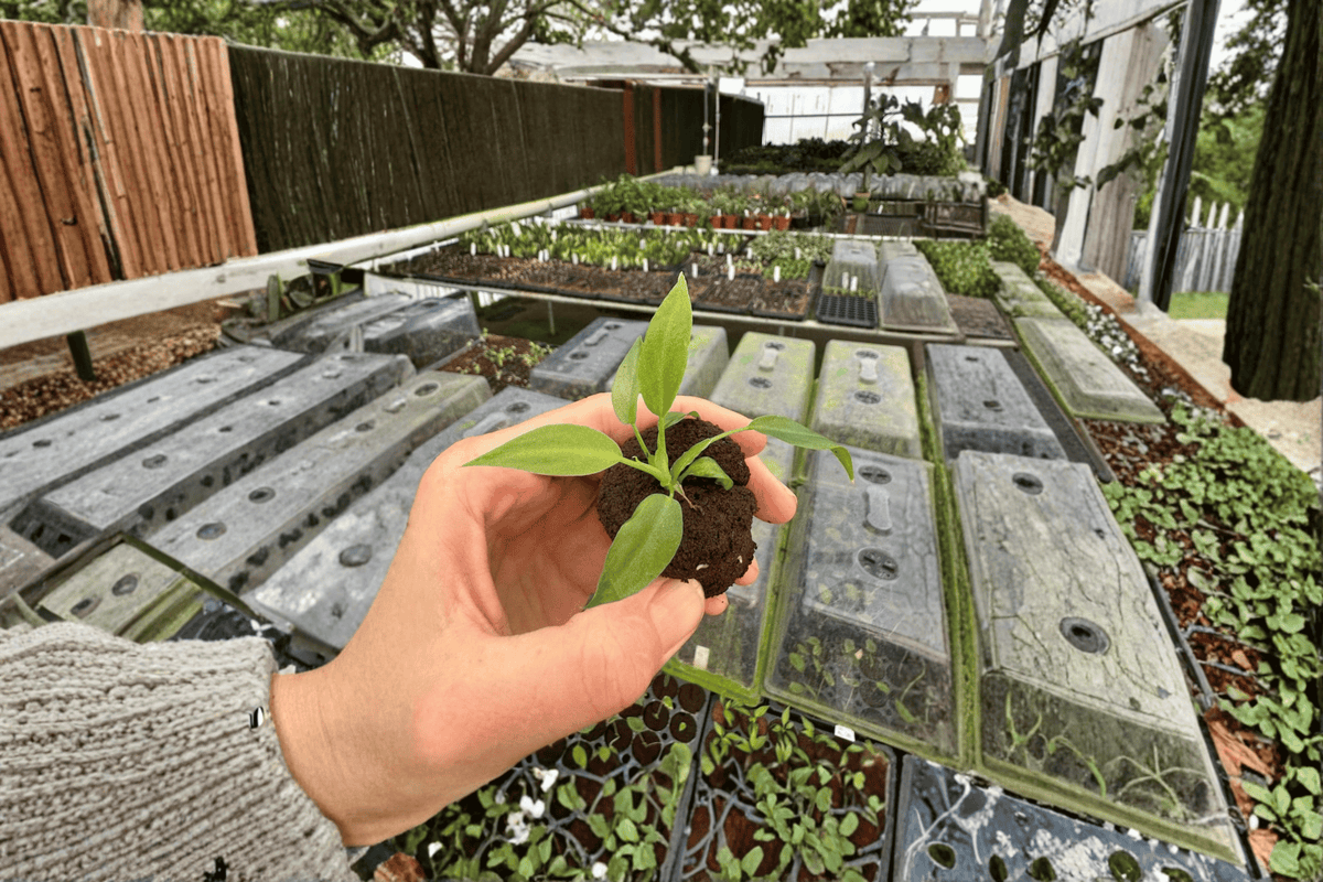 2 Philodendron 'Mayoi Tahiti' Starter Plants – Bare Root Live Philodendrons