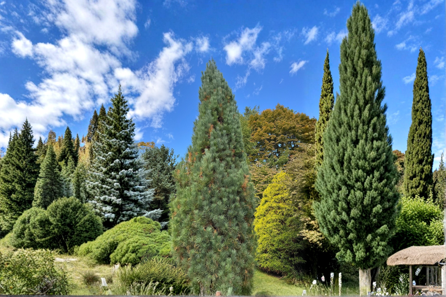 Stowe Pillar White Pine 12 Inch Live Plant 1 Gallon Pot – Pinus strobus Columnar Evergreen Conifer Narrow Garden Tree