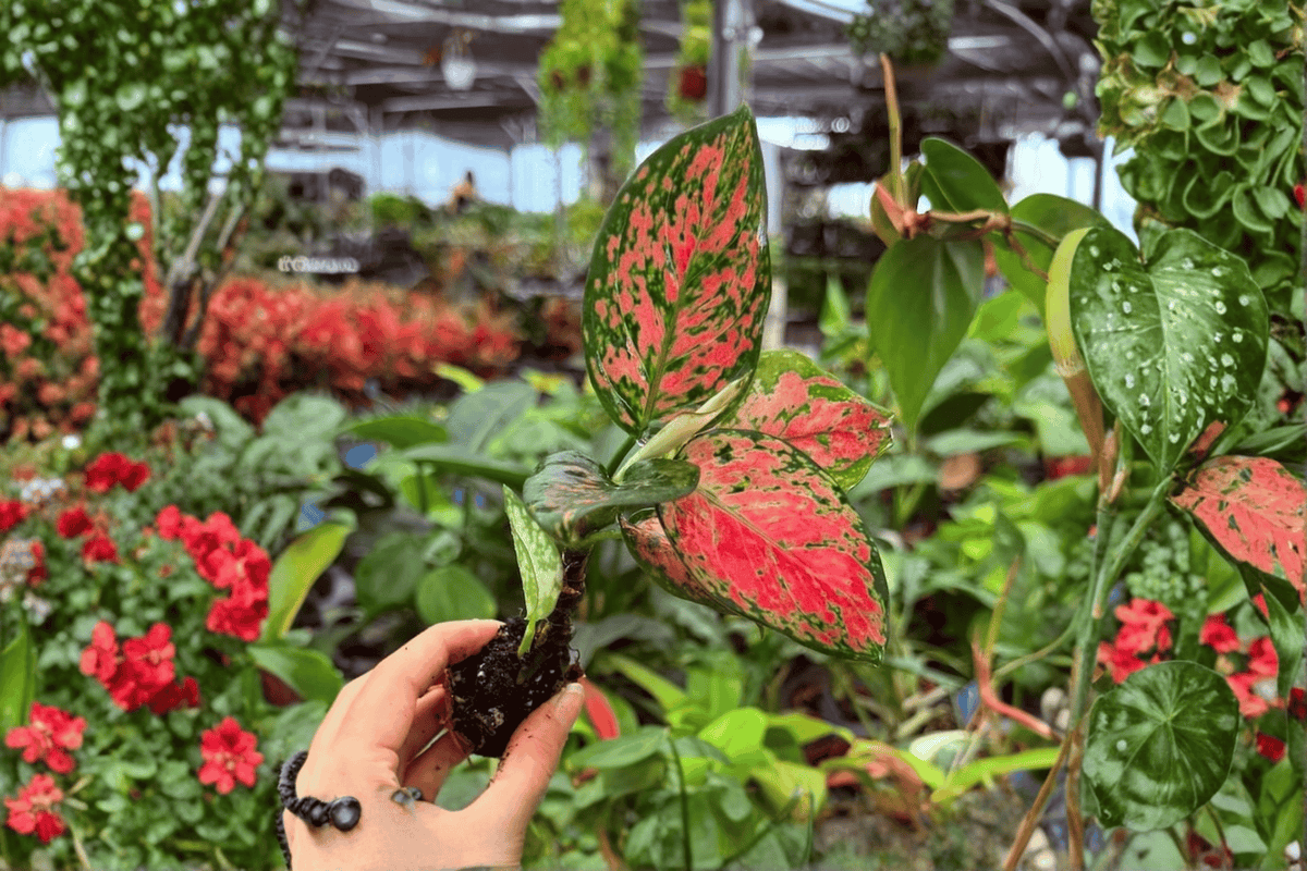 2 Exact Aglaonema Diamond Red Starter Live Plants – 2” Pot