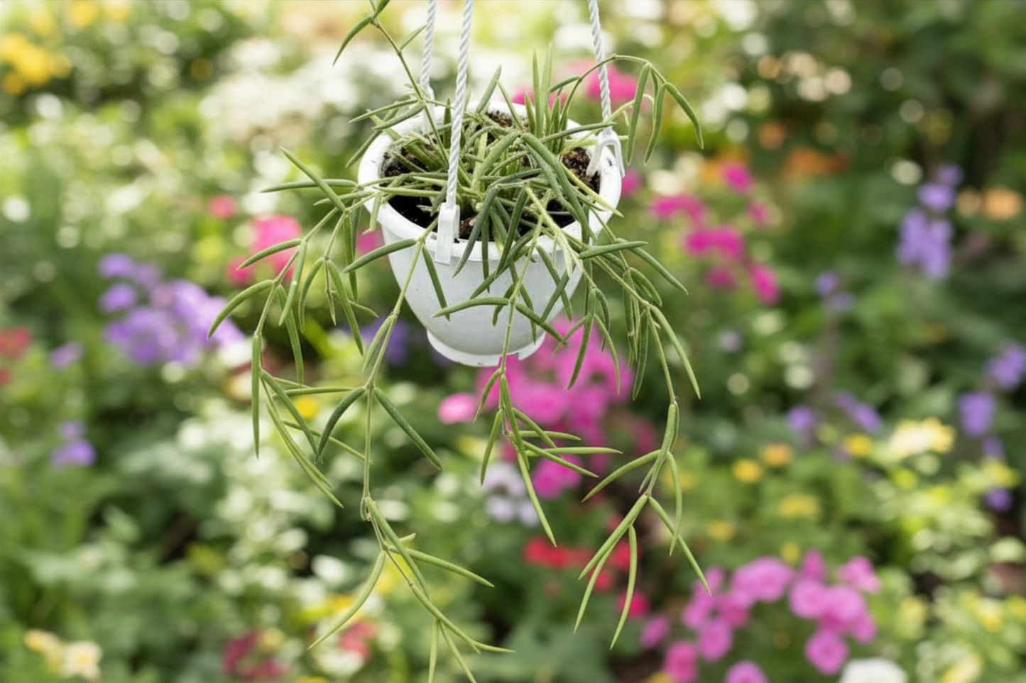 Hoya Linearis Live Plant 4.5 Inch Pot String Hoya Starter Plant Rare Trailing Houseplant Indoor Hanging Plant Collector Gift