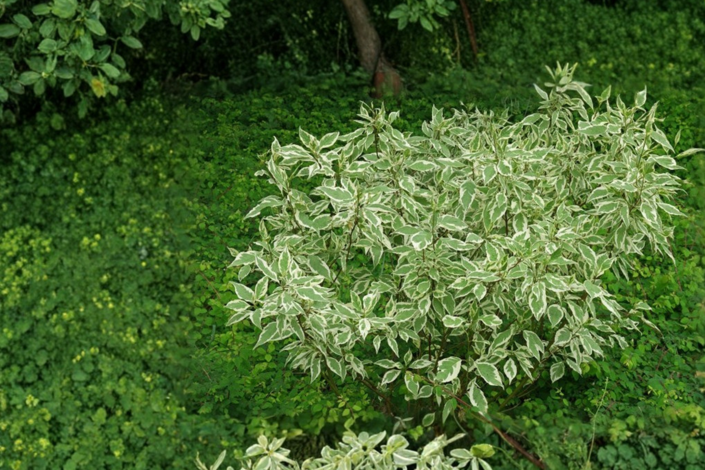 Elegantissima Red Twig Dogwood Live Plant 4 Inch Pot – Cornus alba Variegated White Green Shrub Winter Stem Garden Plant