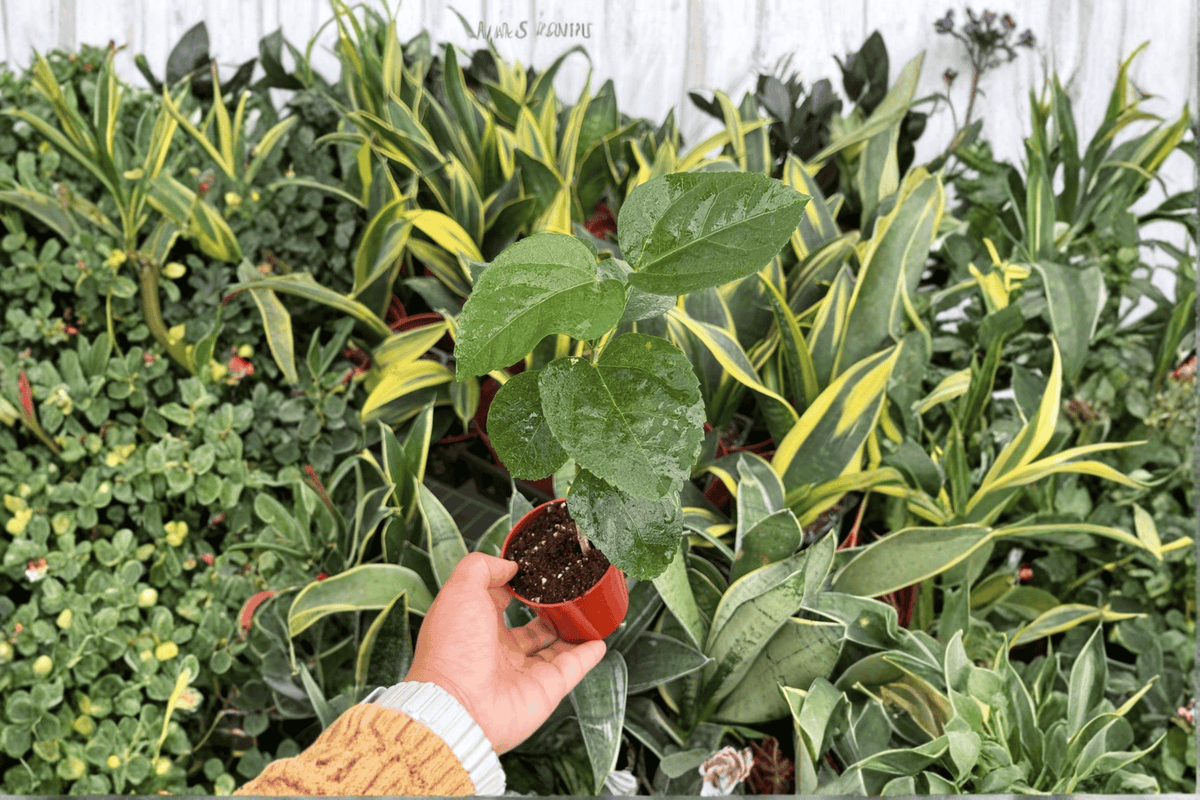 Free Spirit Hibiscus 2 Starter Plants – 2” Cultivation Size
