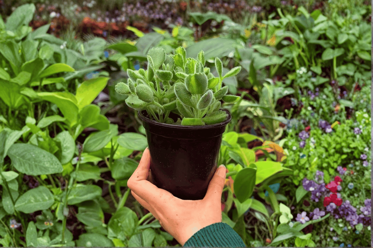 2 Exact Plant Variegated Bear Paw – Specific 4” Pot – Cotyledon tomentosa
