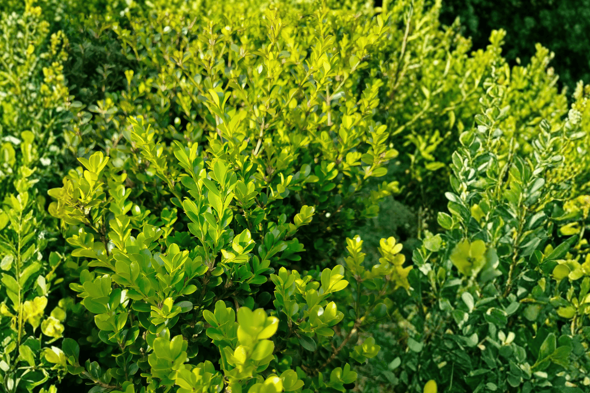 Cranberry Creek Boxwood 18 Inch Cylinder Live Plant – Buxus ‘Cranberry Creek’ – 3 Gallon Pot