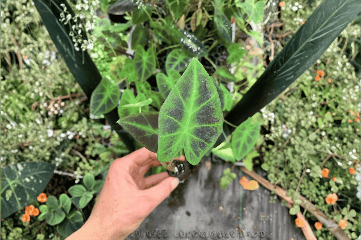 Colocasia Illustris 2 Live Starter Plants – Bare Root – Colocasia esculenta ‘Illustris’