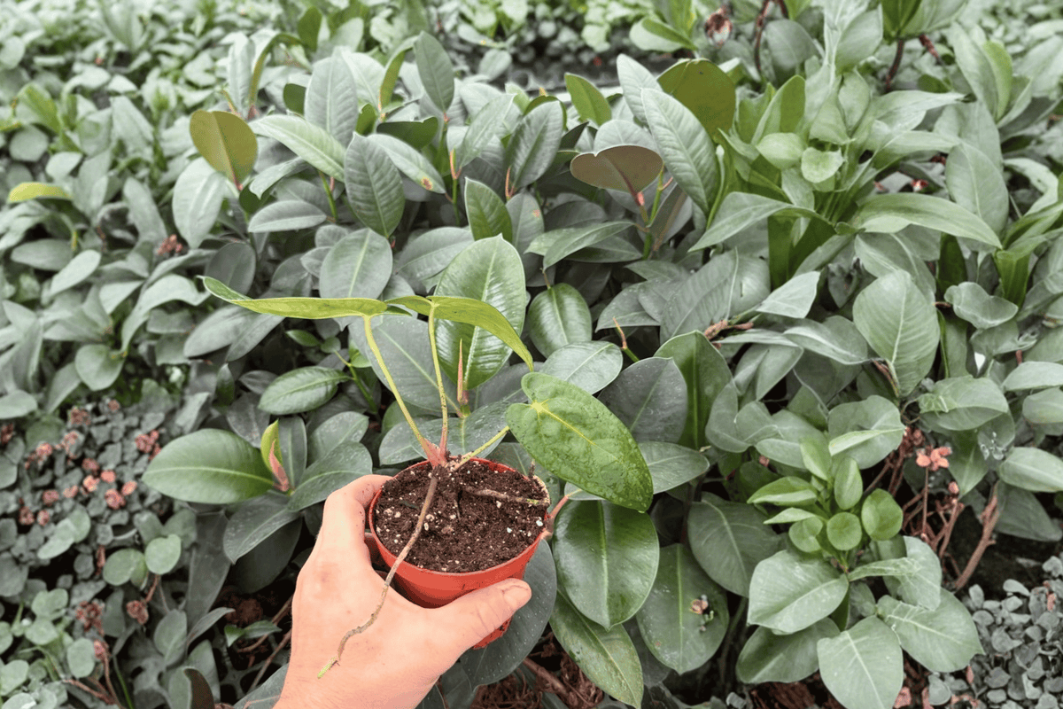 Anthurium AOS × RUDP 2 Exact Live Plants – Specific 4” Size