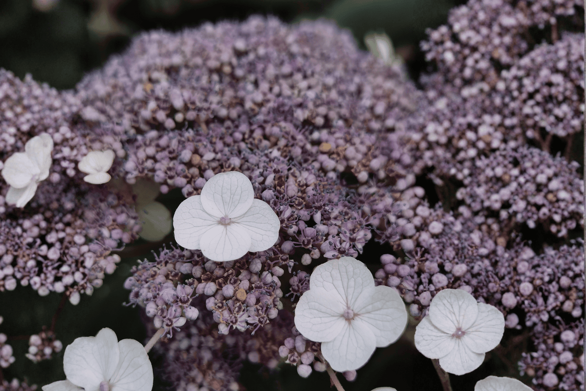 Pinky Pollen Ring Smooth Hydrangea 1 Live Shrub, 3 Gallon – Hydrangea arborescens ‘Pinky Pollen Ring’