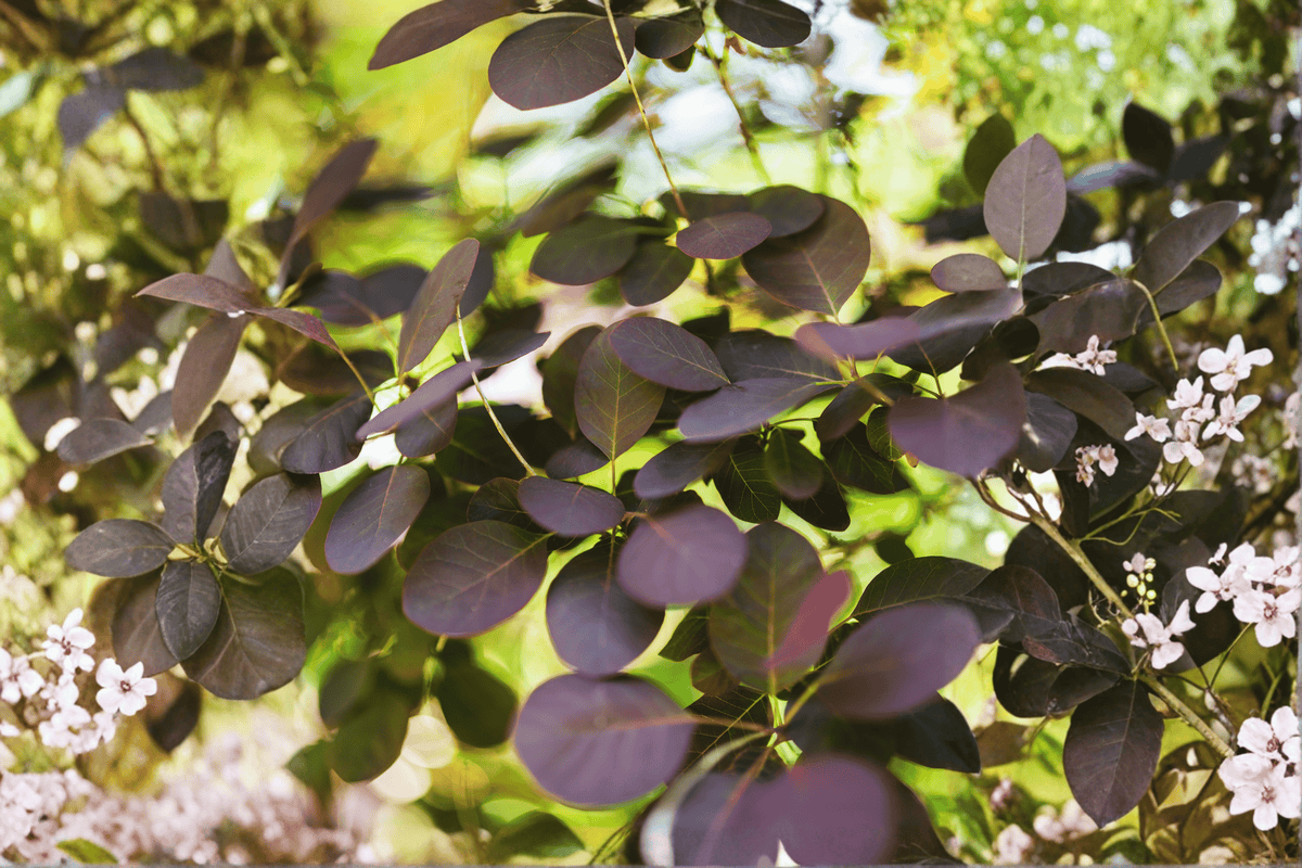 Royal Purple Smokebush 1 Live Plant – Cotinus coggygria ‘Royal Purple’ – 3 Gallon Pot