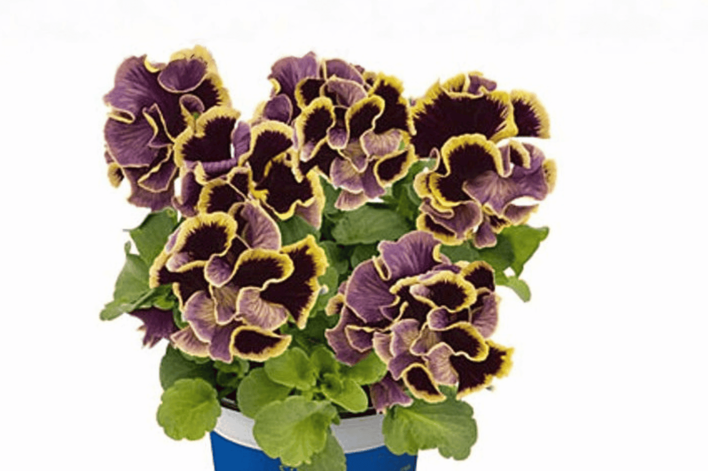 Ruffles Dark Heart Pansy Live Plant – 4-Inch Pot – Viola × wittrockiana 'Ruffles Dark Heart'