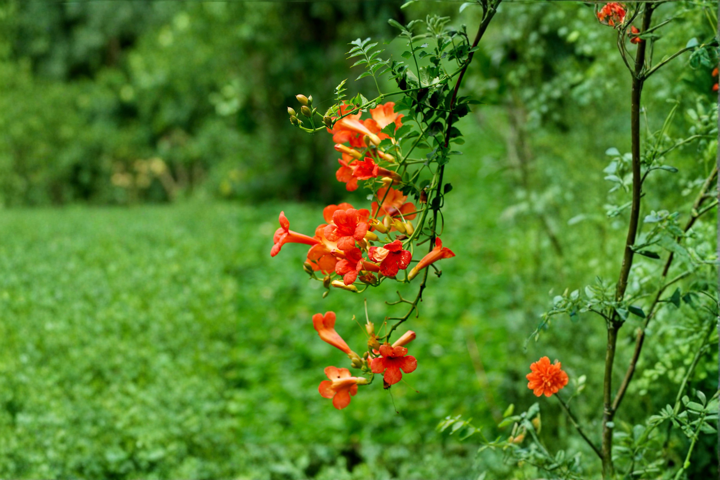 Tangerine Beauty Crossvine Rooted Starter Plant – Bignonia capreolata 'Tangerine Beauty'