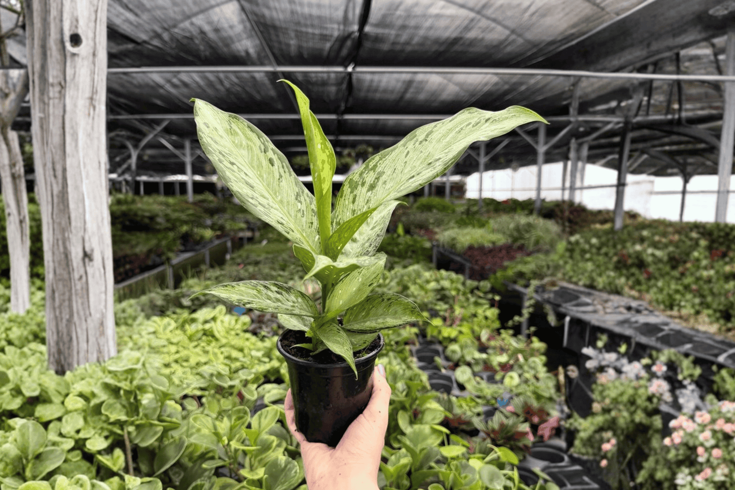 Dieffenbachia Tiki 2 Exact Live Plants – 4-Inch Pots – Dieffenbachia ‘Tiki’
