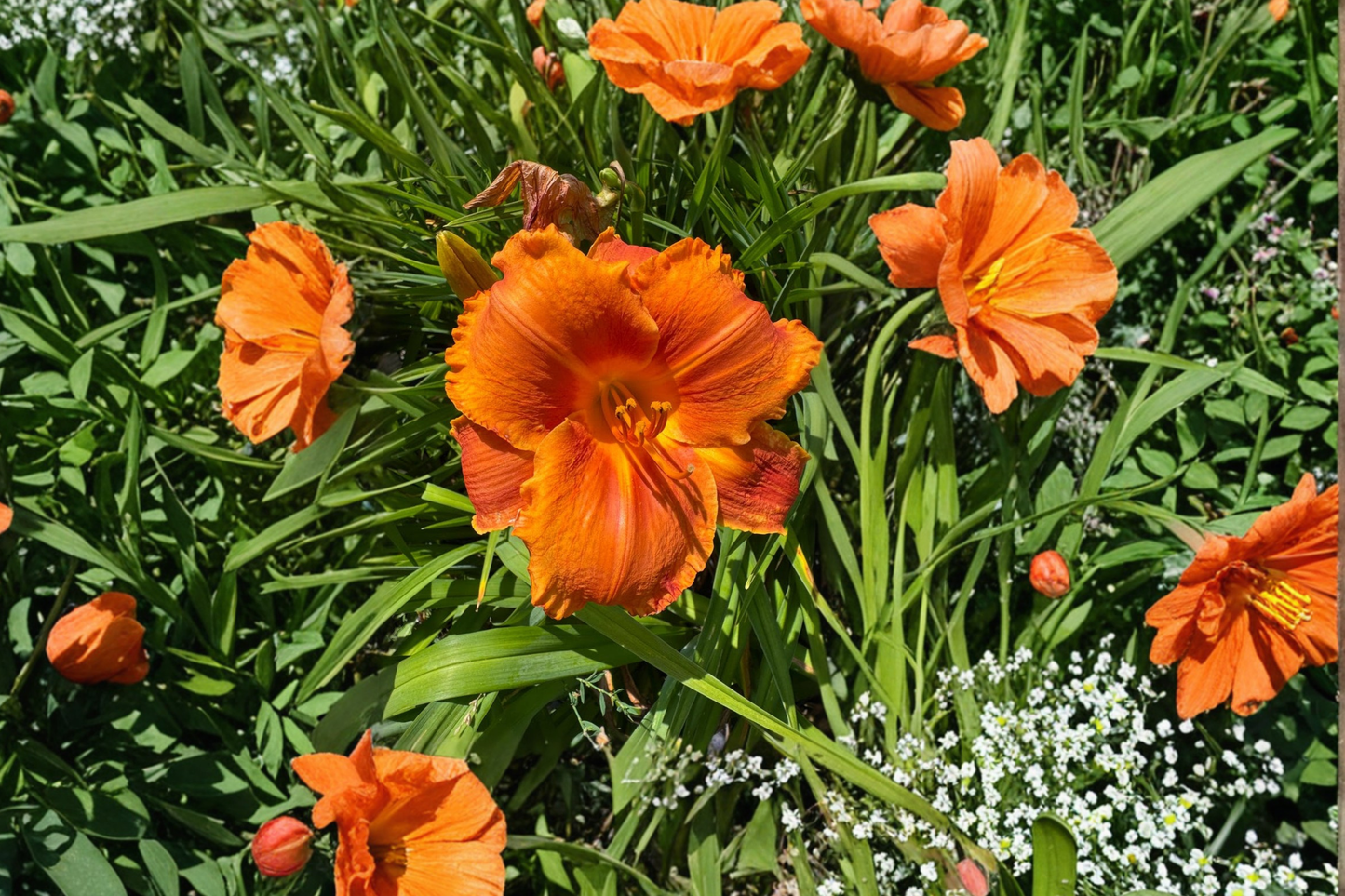 Daylily ‘Hot Wire’ 3 Bare Root Plants – Red Yellow Hemerocallis Perennial for Summer Garden Flowers