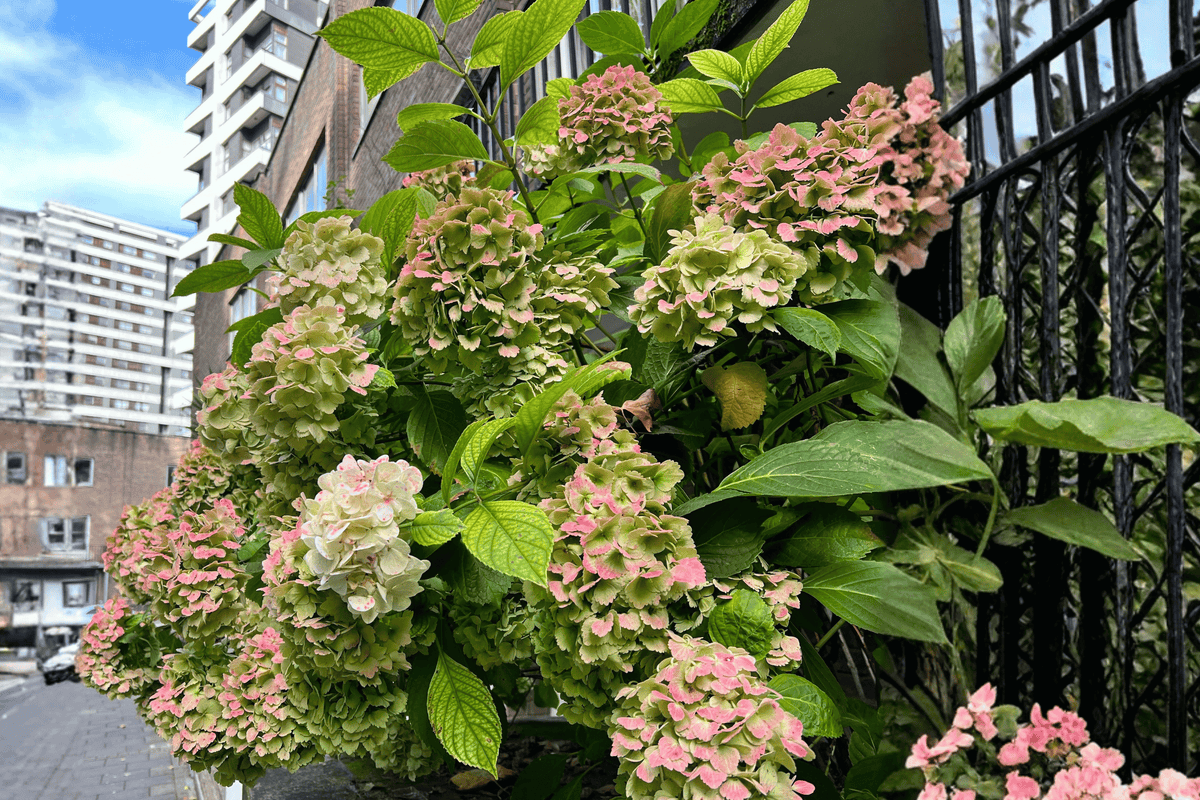 Early Evolution Panicle Hydrangea 1 Live Flowering Shrub, 1 Gallon – Hydrangea paniculata ‘Early Evolution’