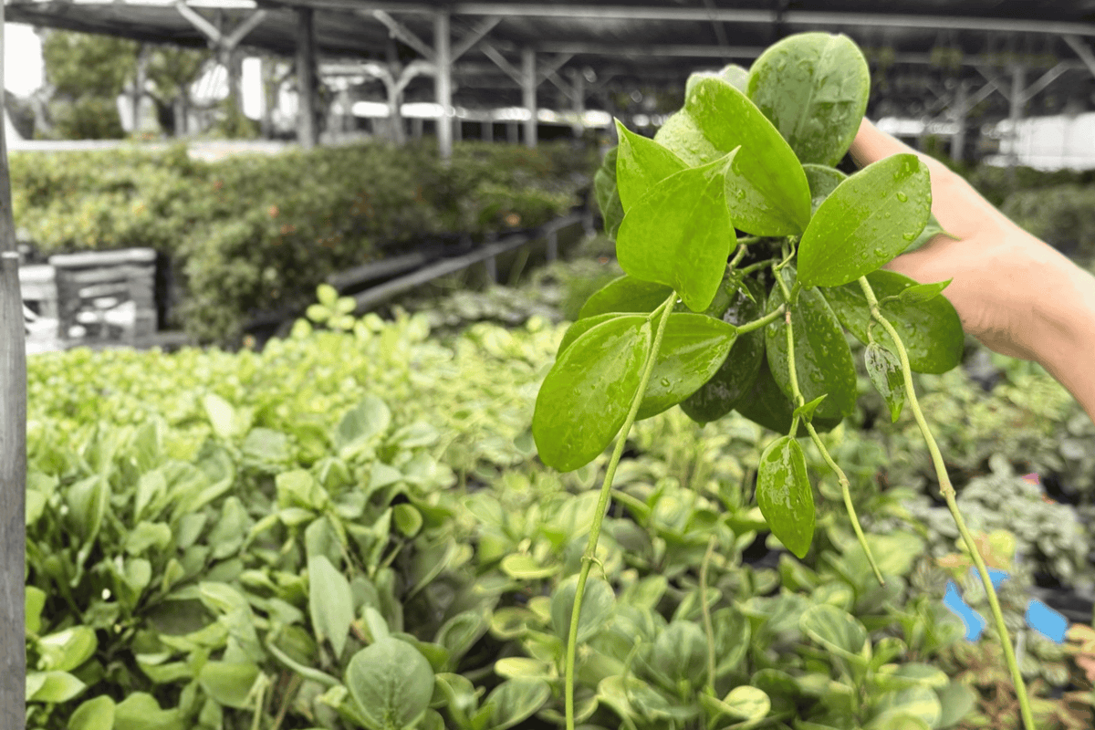 2 Hoya Quinquenervia Exact Live Plants – Specific Plants in 4” Pots
