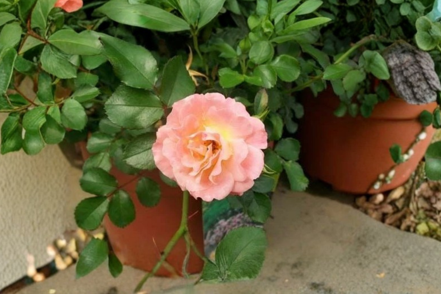 Peach Drift Groundcover Rose 5 Gal Live Plant – Low Growing Peach Rose Shrub for Garden Landscape Flowering Plant No Ship CA
