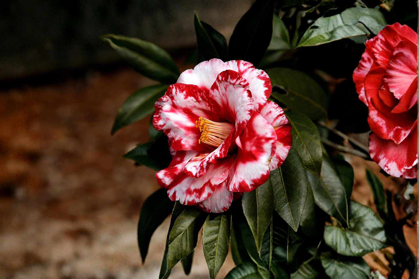 Adolphe Audusson Camellia Japonica Live Starter Plant – Well Rooted – Ships in Pot