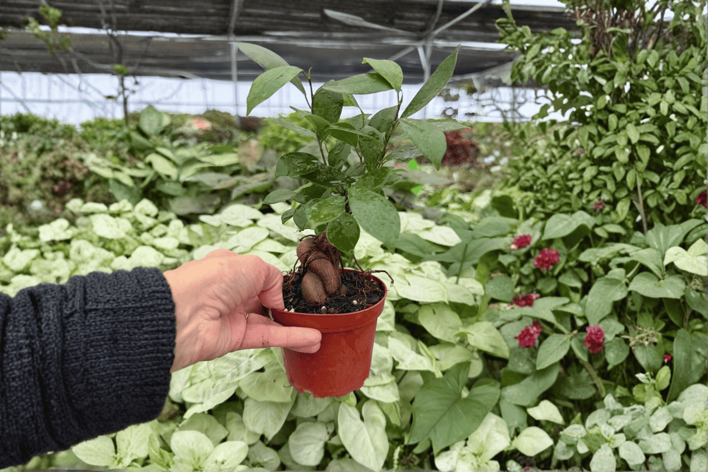 Ficus Ginseng 2 Exact Live Plants – 4-Inch Pots – Ficus microcarpa
