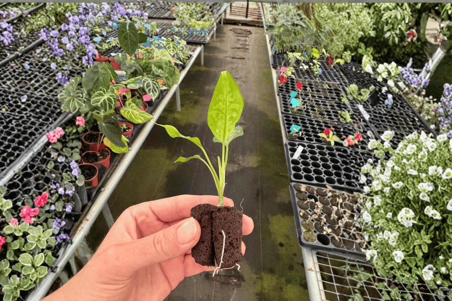 2 Aglaonema pictum 'Tricolor Star Spot' Starter Plants – Live Chinese Evergreen