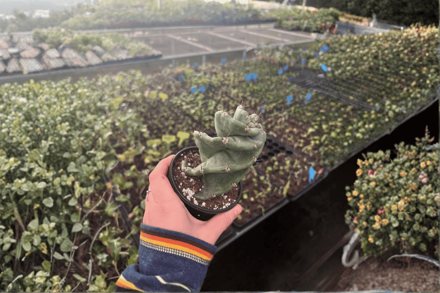 2 Spiral Cactus Live Plants – 4-Inch Pots – Cereus forbesii 'Spiralis'