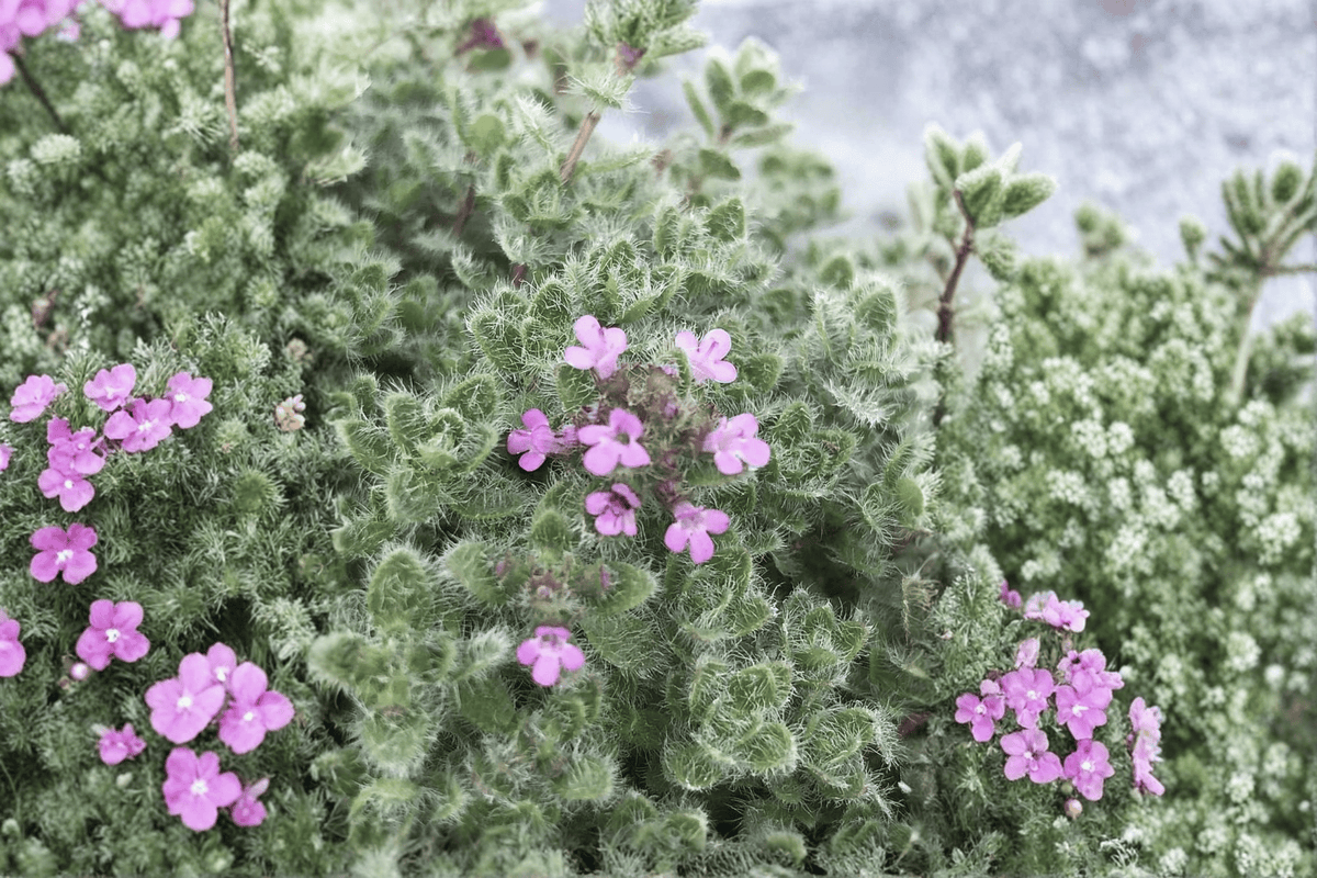 Woolly Thyme 1 Live Plant – 4-Inch Pot – Thymus pseudolanuginosus