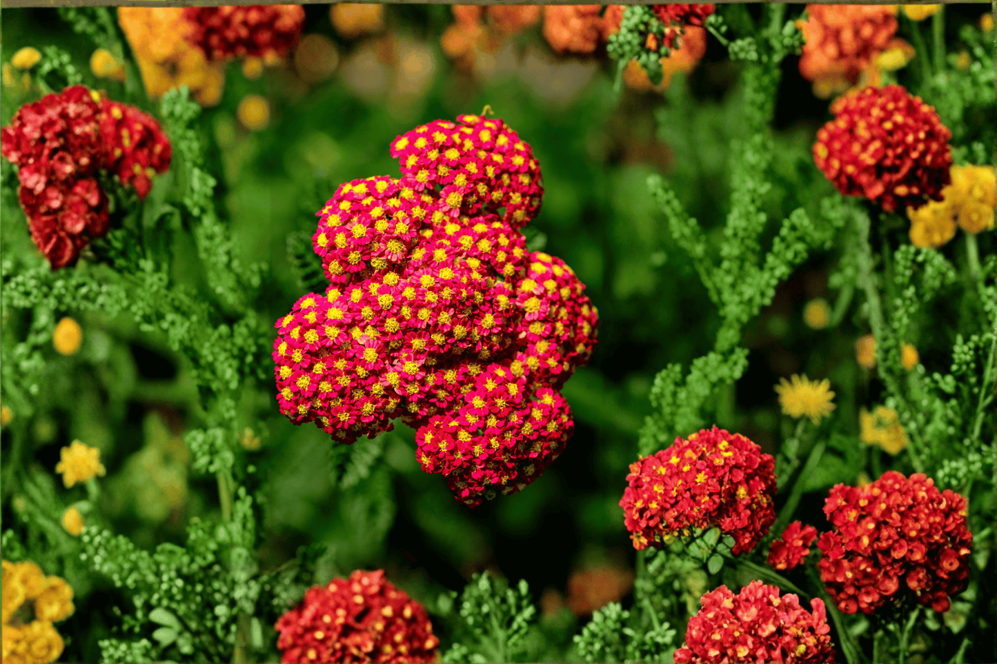 Paprika Yarrow 1 Live Plant – 4-Inch Pot – Achillea millefolium ‘Paprika’