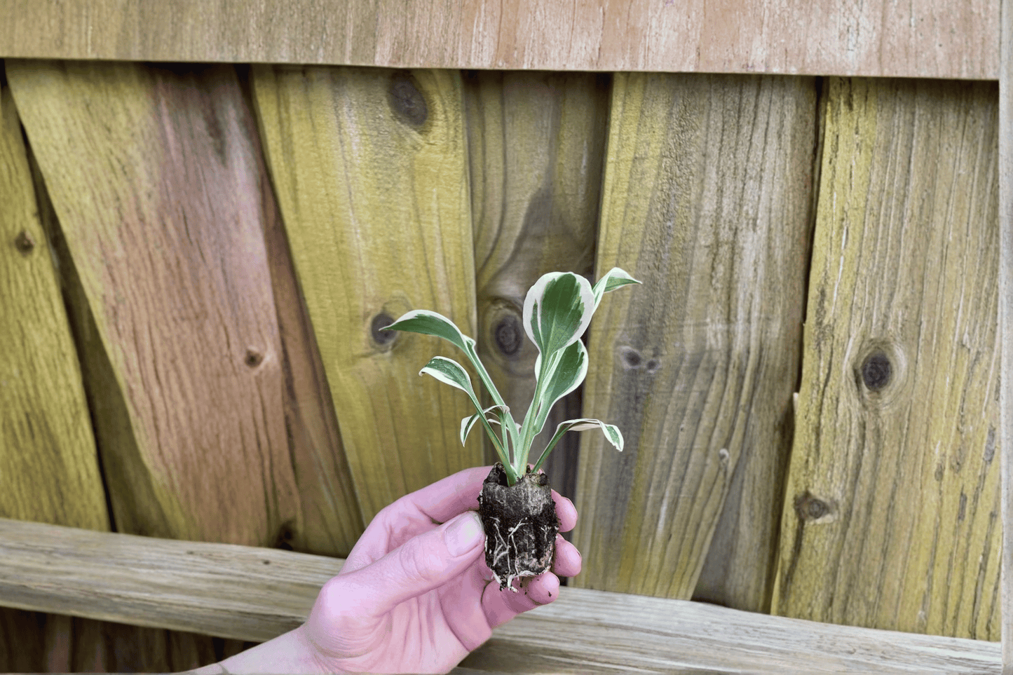 2 Hosta 'Patriot' Starter Plants – Hosta 'Patriot' Bare Root