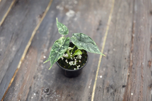 Alocasia Dragon Scale Mint Variegated Live Plant Rare Alocasia Houseplant in 4 Inch Pot Tropical Indoor Gift