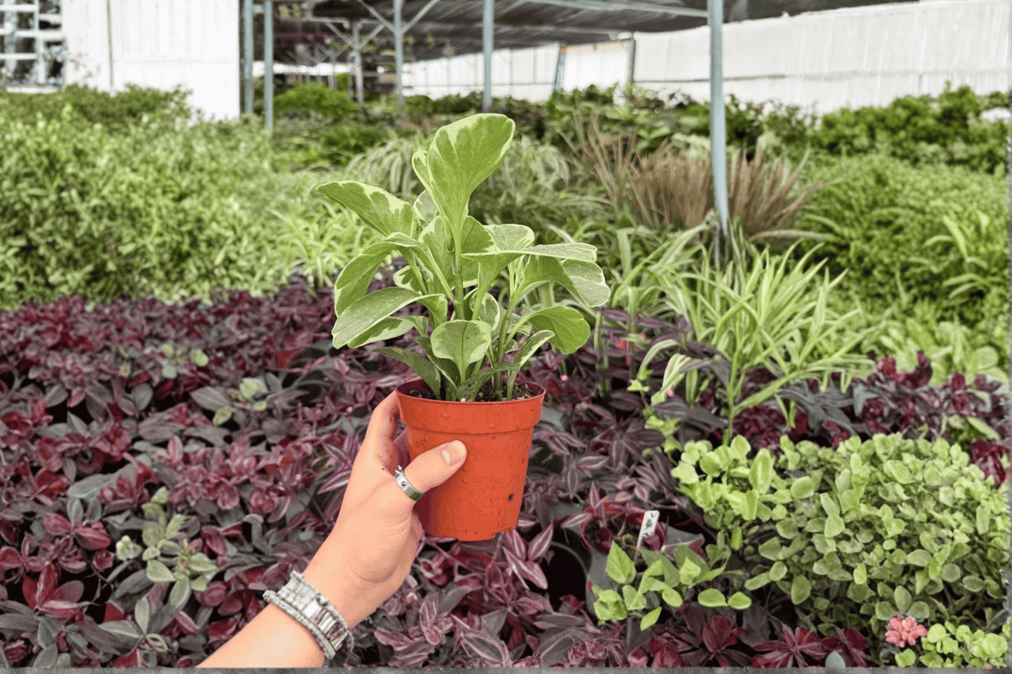 Variegated Peperomia Obtusifolia 2 Exact Live Plants – 4-Inch Pots – Peperomia obtusifolia 'Variegata'