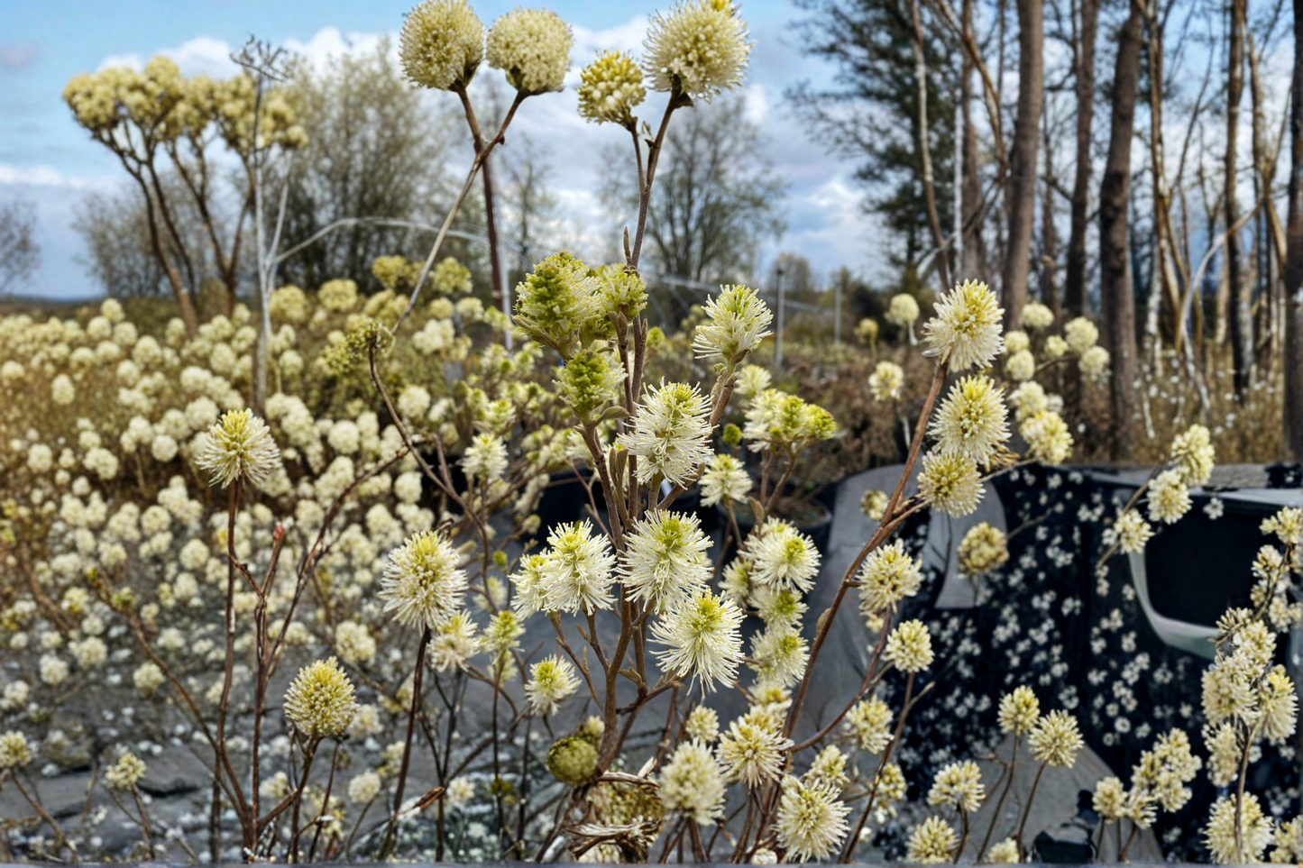 Dwarf Fothergilla Live Plant 1 Gallon Pot – Mount Airy Native Shrub White Spring Flowers Fall Color Garden Plant