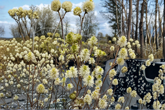 Dwarf Fothergilla Live Plant 1 Gallon Pot – Mount Airy Native Shrub White Spring Flowers Fall Color Garden Plant