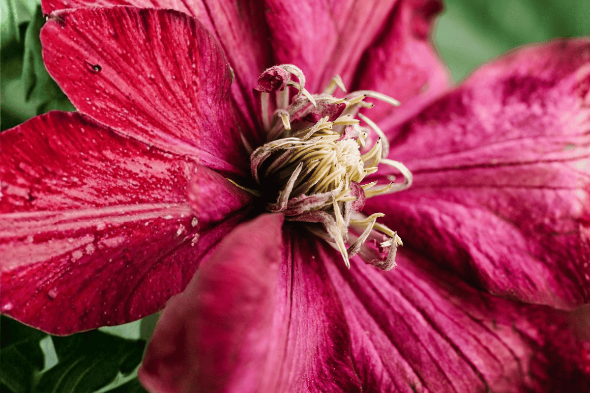 Elpis Clematis 1 Live Plant – Clematis ‘Elpis’ – Compact Flowering Vine