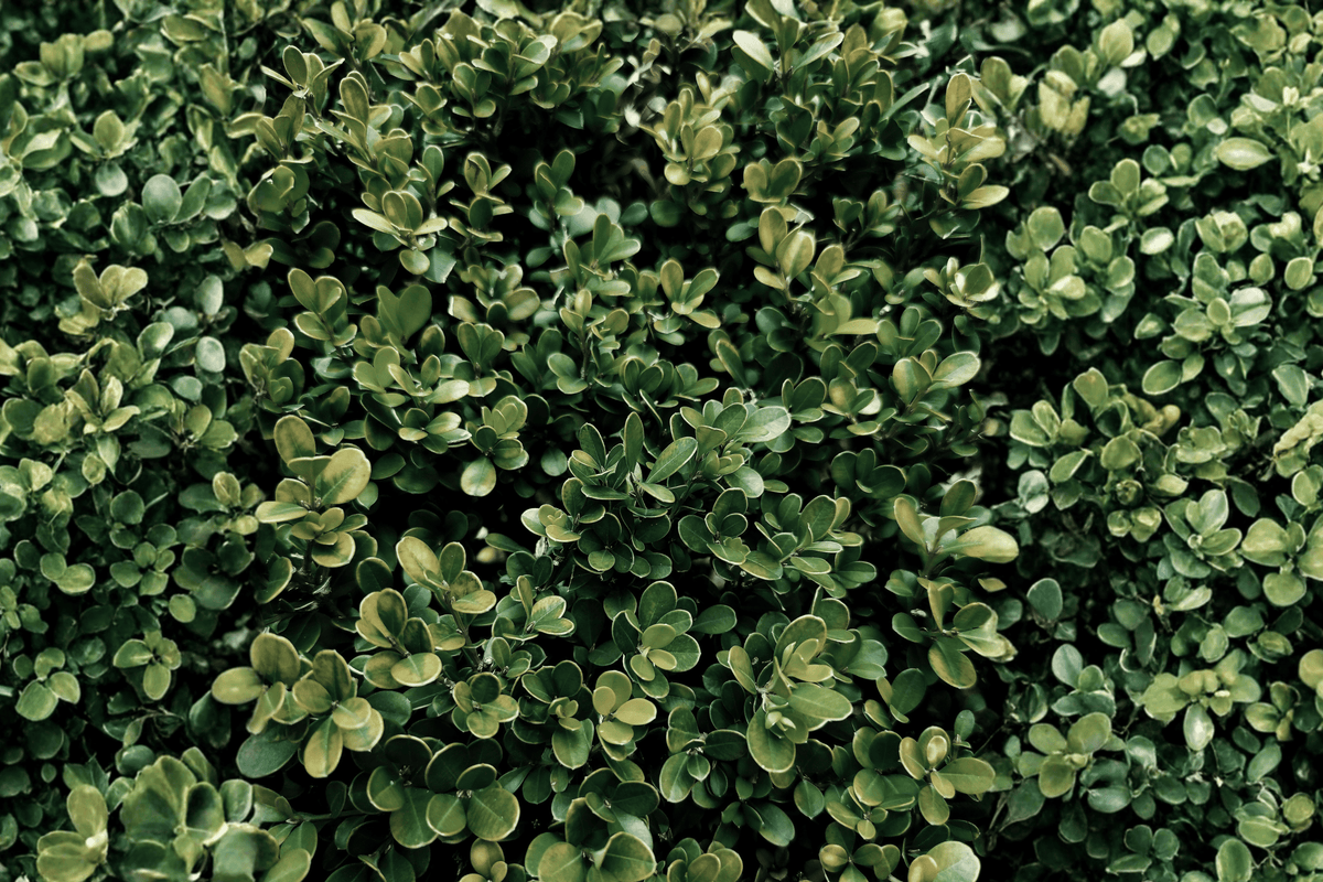 Franklin’s Gem Boxwood 10 Inch Live Plant – Buxus microphylla ‘Franklin’s Gem’ – 2 Gallon Pot