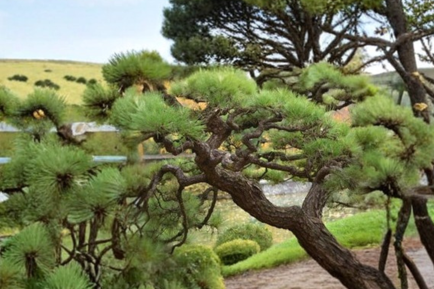 Ondai Japanese Black Pine Live Plant 18 Inch Tall – Pinus thunbergii Bonsai Tree Evergreen 1 Gallon Pot Garden Plant
