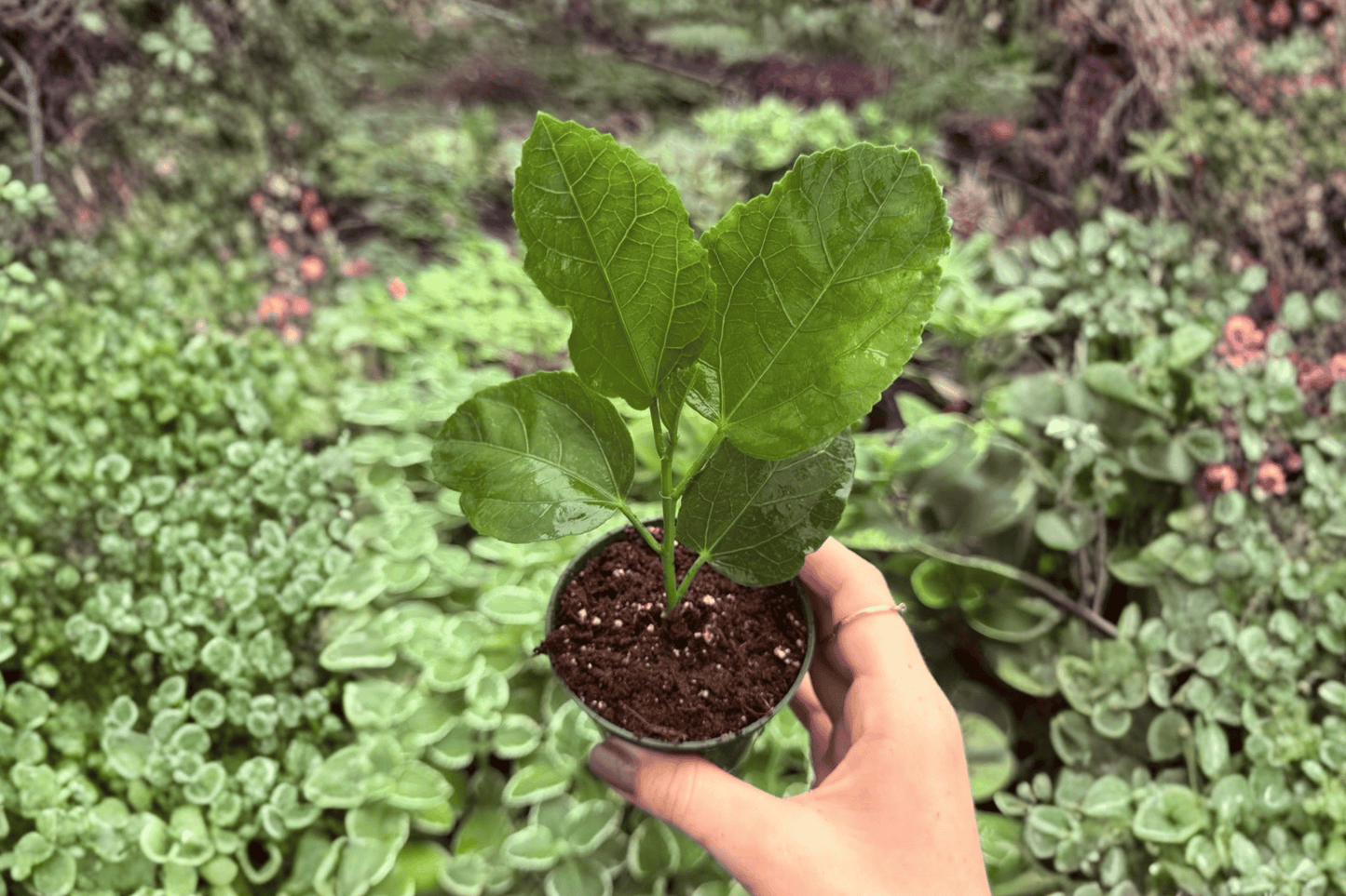 Foxy Lady Hibiscus 2 Live Starter Plants – 2-Inch Pot Format – Hibiscus rosa-sinensis