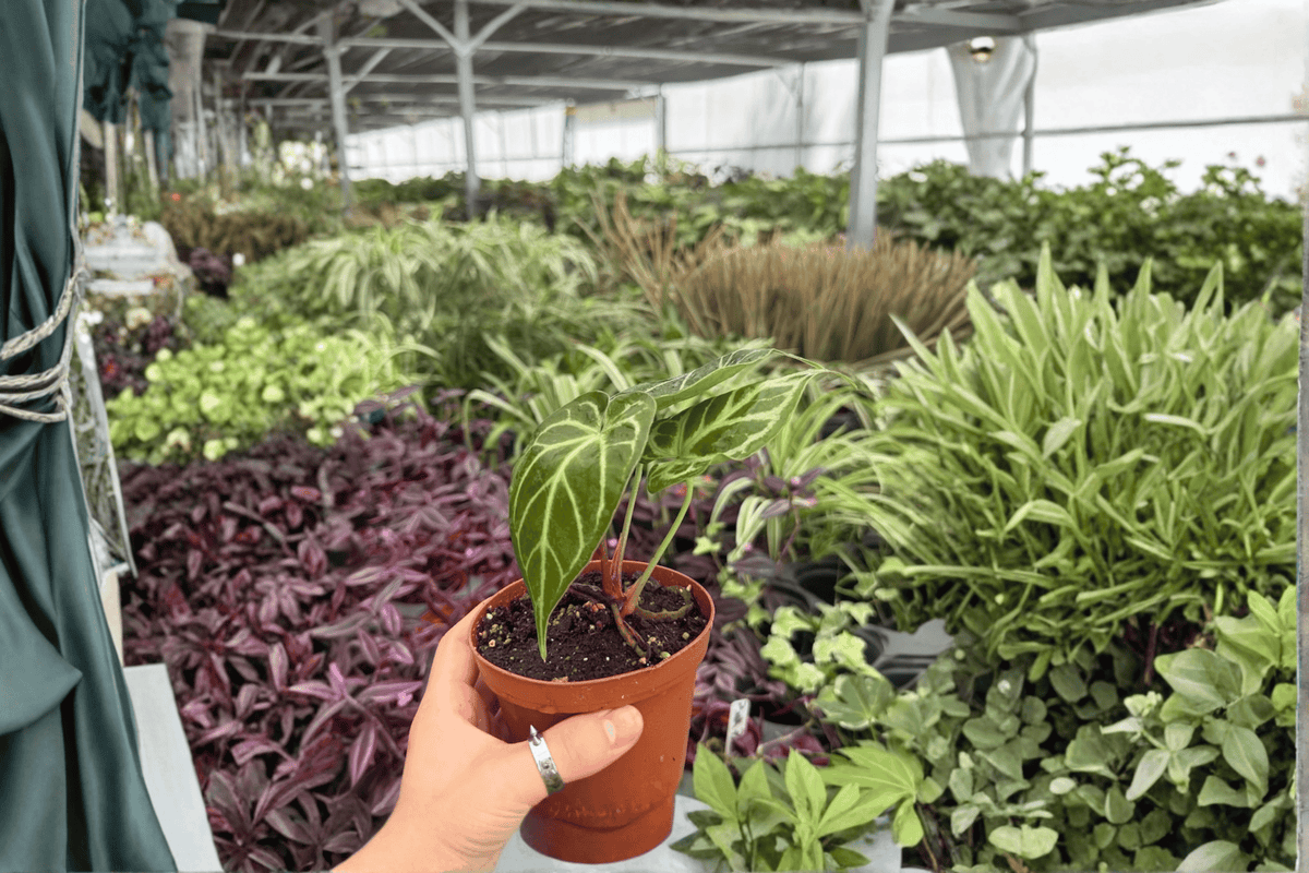 Anthurium Hoffmannii × Green Mamba 2 Exact Live Plants – Specific 4-Inch Pots – Anthurium Hybrid