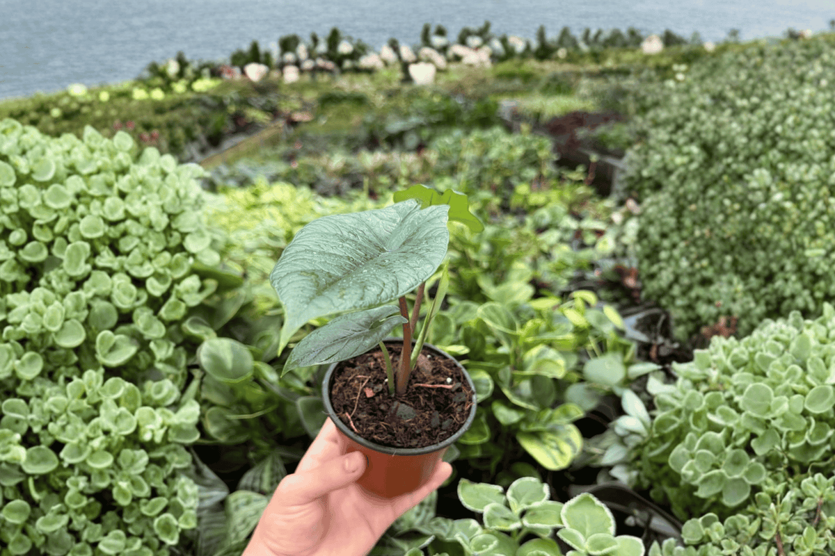 Alocasia Scalprum – 2 Exact Live Plants, 4-Inch Size – Alocasia scalprum