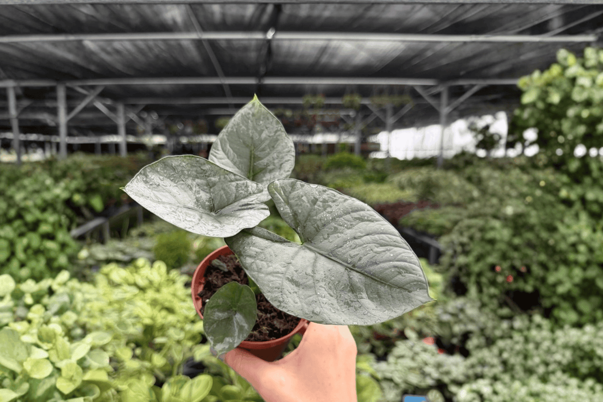 Alocasia Reginae 2 Exact Live Plants – 4-Inch Pots – Alocasia reginae