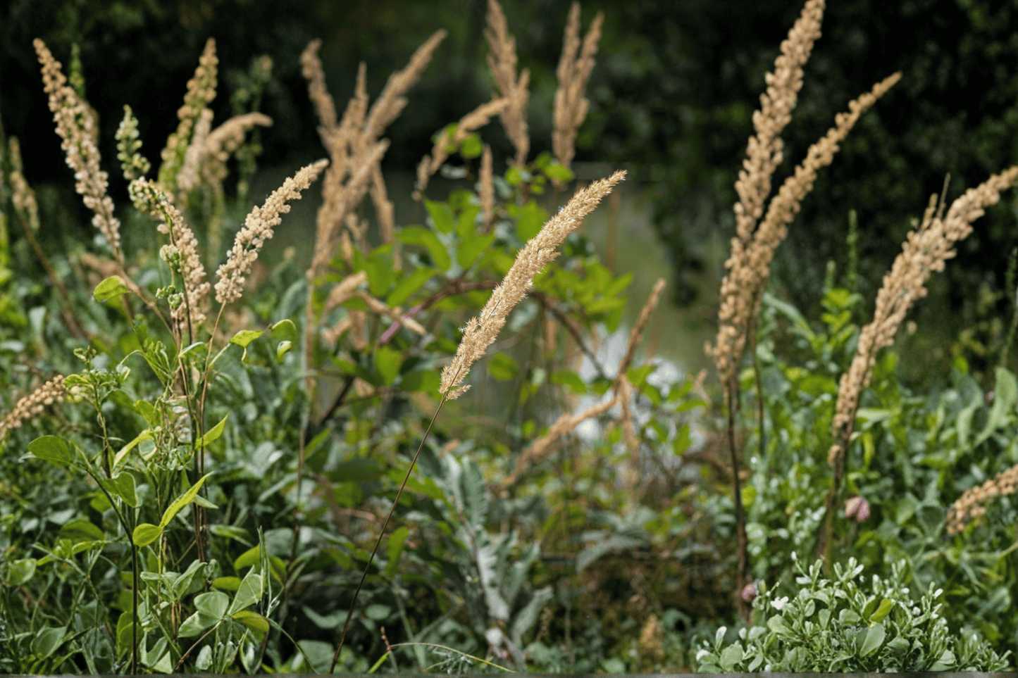 The King Pacific Reed Grass 1 Gallon Live Plant – Calamagrostis nutkaensis ‘The King’