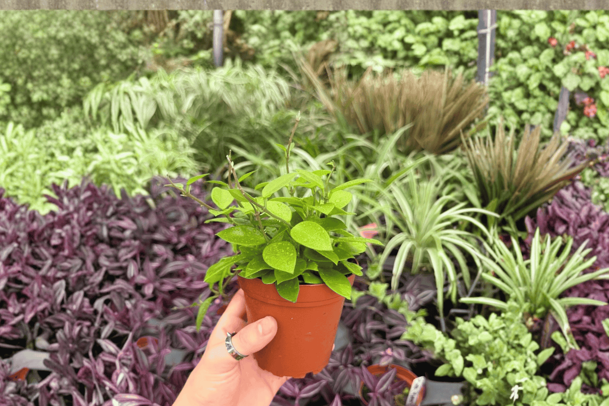 2 Exact Hoya Chouke Live Plants – 4” Pot