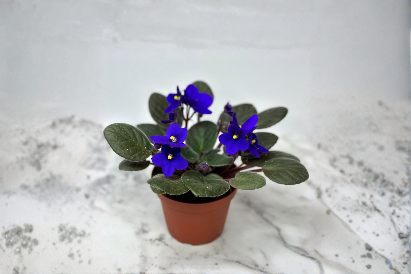 African Violet Starter Plant Blooming Indoor Houseplant Compact Flower Plant Gift